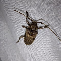 Lagocheirus araneiformis parvulus