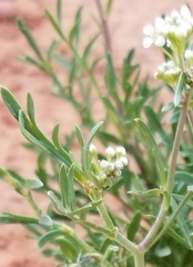 Lepidium fremontii