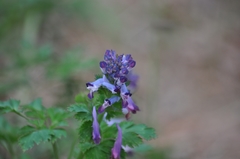 Corydalis incisa