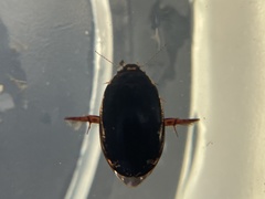 Thermonectus intermedius
