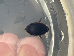 Thermonectus intermedius