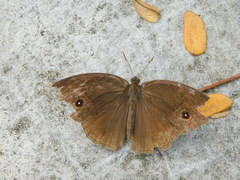 Mycalesis horsfieldi