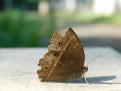 Mycalesis horsfieldi