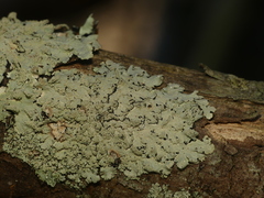 Hypotrachyna showmanii