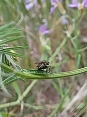 Diptera