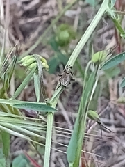 Diptera