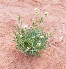 Lepidium fremontii