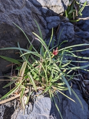 Plantago maritima juncoides