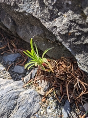Plantago maritima juncoides