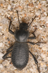 Cryptoglossa muricata