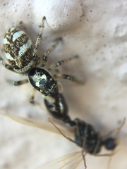 Salticus scenicus
