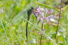 Phanogomphus australis