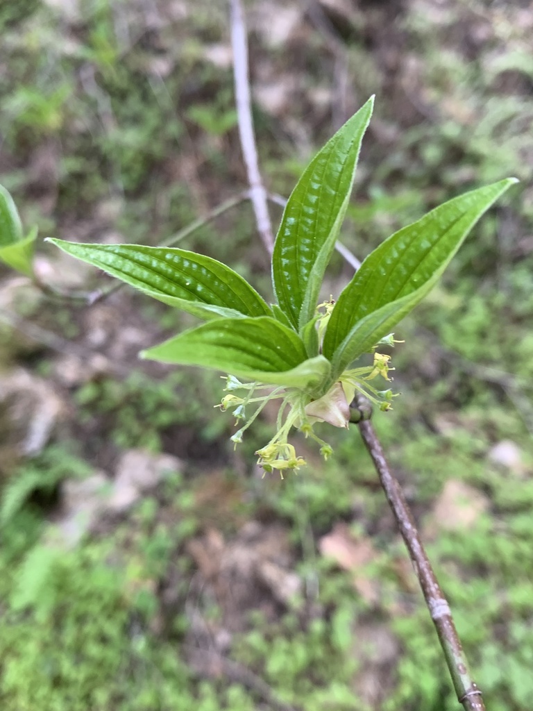 Blackfruit dogwood (Cornus sessilis)