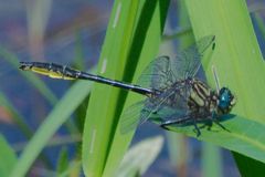 Phanogomphus australis