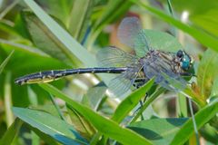Phanogomphus australis