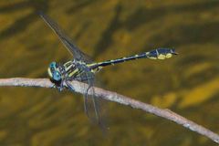 Hylogomphus geminatus