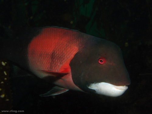 California Sheephead
