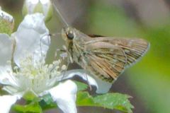 Amblyscirtes reversa