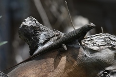 Sceloporus occidentalis