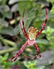 Argiope levii