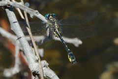 Hylogomphus geminatus