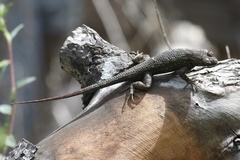 Sceloporus occidentalis