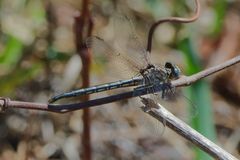 Phanogomphus westfalli