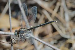 Phanogomphus westfalli