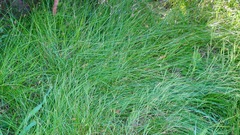 Carex subbracteata