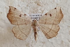 Eilicrinia trinotata