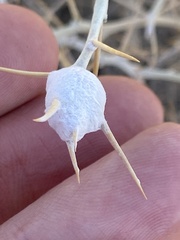 Tetradymia