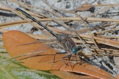 Phanogomphus westfalli