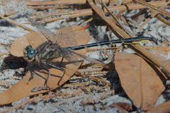 Phanogomphus westfalli
