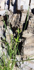 Cyperus gymnocaulos