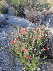 Ipomopsis tenuifolia