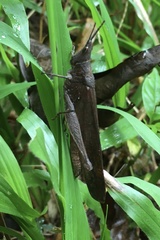 Desmoptera truncatipennis