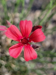 Ipomopsis tenuifolia