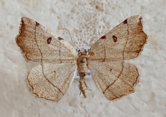 Eilicrinia trinotata