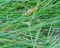 Carex subbracteata