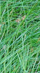 Carex subbracteata