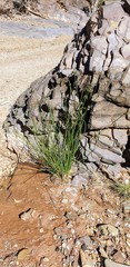 Cyperus gymnocaulos