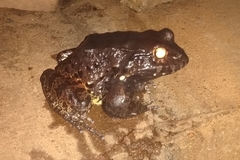 Leptodactylus vastus