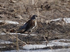 Turdus pilaris