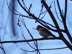 Fringilla montifringilla