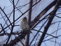 Fringilla coelebs