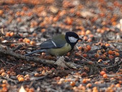 Parus major