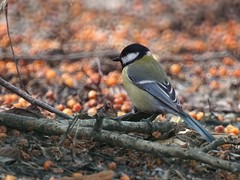 Parus major