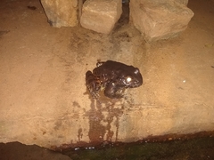 Leptodactylus vastus