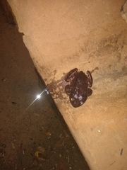 Leptodactylus vastus