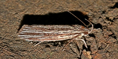 Leistarcha